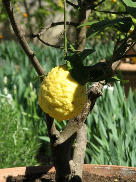 The biggest lemon ever in the Borghese Gardens